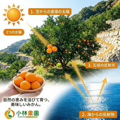 ふるさと納税 八幡浜市 小林果園の不知火(約5kg)【C24-20】 |  | 02