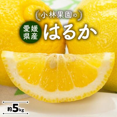 ふるさと納税 八幡浜市 小林果園のはるか(約5kg)[C24-22]