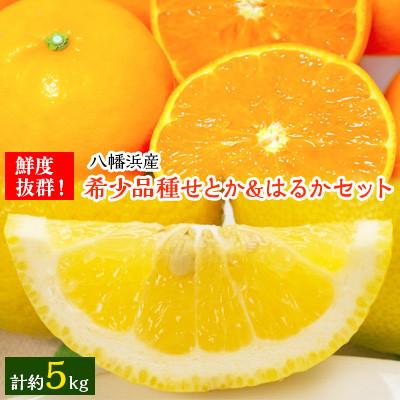 ふるさと納税 八幡浜市 小林果園のせとか&amp;はるかセット(各約2.5kg入)[C24-23]