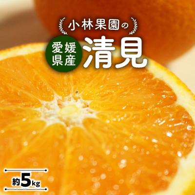 ふるさと納税 八幡浜市 小林果園の清見(約5kg)[C24-25]