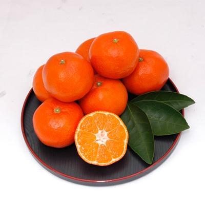 ふるさと納税 観音寺市 [先行受付2027年]越冬小原紅みかん 約3kg