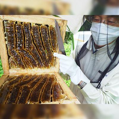 ふるさと納税 白山市 石川県白山市産　純粋日本はちみつ　白山ひめみつ　270g×2瓶_3