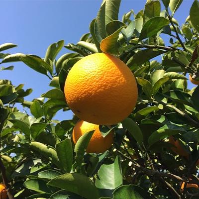 ふるさと納税 湯浅町 <2027年1月中旬頃より順次発送>和歌山県産 八朔 10kg(M〜3Lサイズ)