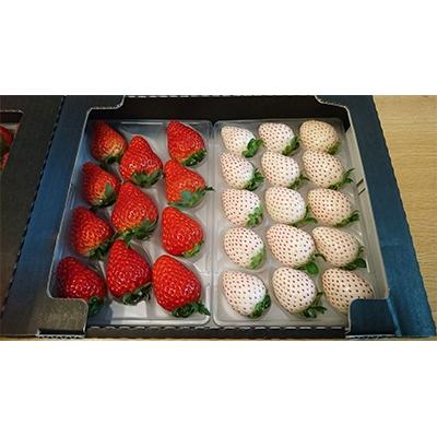 ふるさと納税 掛川市 静岡県産いちご 赤&amp;白イチゴ 食べ比べ2パック