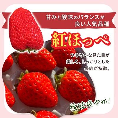 ふるさと納税 掛川市 【2027年発送先行受付】静岡県産いちご「紅ほっぺ+すずの薫り」6P 約1.6kg(約270g×6) |  | 01