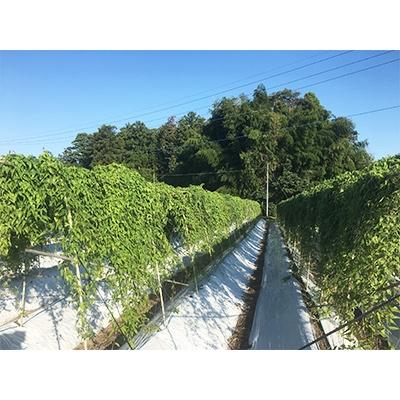 ふるさと納税 大田原市 大田原産　自然薯(約1kg) |  | 01