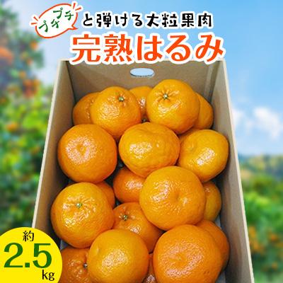 ふるさと納税 高松市 [先行受付2027年]はるみ 約2.5kg