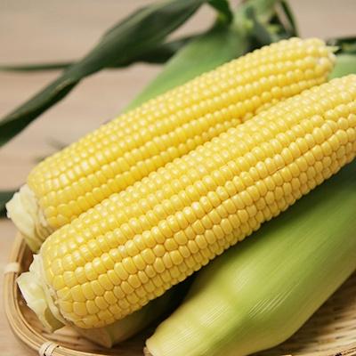 ふるさと納税 江北町 スイートコーン・ゴールドラッシュ 8本〜10本