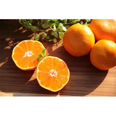 ふるさと納税 湯浅町 [先行受付]高級松兵衛みかん(贈答用)セット 約3kg×1箱 約1kg×2箱