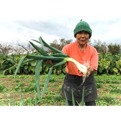 ふるさと納税 須賀川市 阿部農縁の明治から守る「曲がりネギ」20本 約3kg