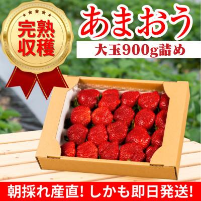 ふるさと納税 大川市 [完熟即配]完熟あまおう 大玉詰合せ900g [ギフト専門農家直送!]