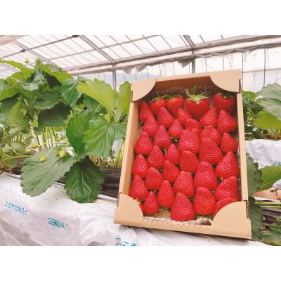 ふるさと納税 島田市 ありすふぁーむ 渡瀬の「きらぴ香」完熟いちご 約1kg