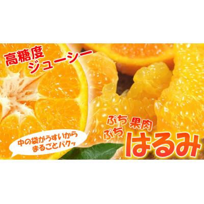ふるさと納税 美浜町 はるみ[約2.8kg]和歌山県有田産春みかん(果実サイズおまかせ)