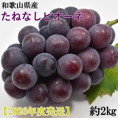 ふるさと納税 高野町 [新鮮・産直]和歌山かつらぎ町産のたねなしピオーネ約2kg(高野町)[2026年度発送分]