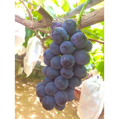 ふるさと納税 上郡町 [8月後半発送]やまのさとブドウ詰め合せ 約1.8kg