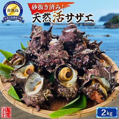 ふるさと納税 佐渡市 佐渡産 天然活サザエ 約2kg | 