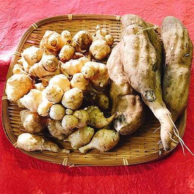 ふるさと納税 つくば市 ヤーコン&amp;菊芋の計約3kg(各 約1.5kg)セット