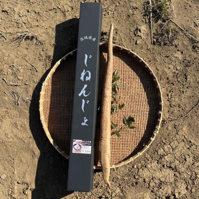 ふるさと納税 つくば市 満点自然薯　約800g化粧箱入り(1〜2本入) | 