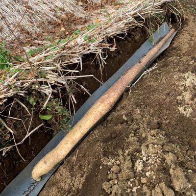 ふるさと納税 つくば市 満点自然薯　約800g化粧箱入り(1〜2本入) |  | 02