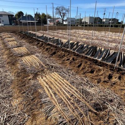 ふるさと納税 つくば市 満点自然薯　約800g化粧箱入り(1〜2本入) |  | 03
