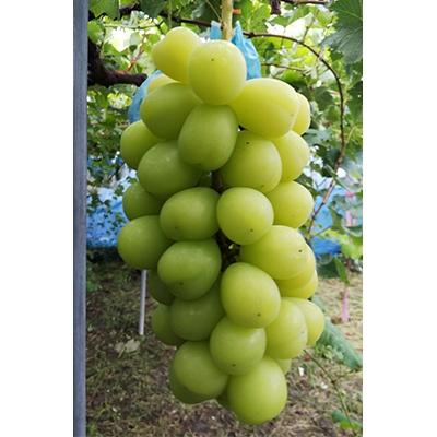 ふるさと納税 紀の川市 余り市場に出回らない大粒のシャインマスカット1房700g程度2房入り[1.4kg〜]生産農家直送