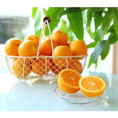 ふるさと納税 湯浅町 [先行受付2026年6月下旬より発送]主井農園の国産バレンシアオレンジ(約7kg)