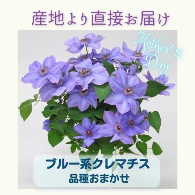 ふるさと納税 北茨城市 [長谷川園芸]北茨城産 品種おまかせブルー系クレマチス 5寸 ※5/1〜5/7発送
