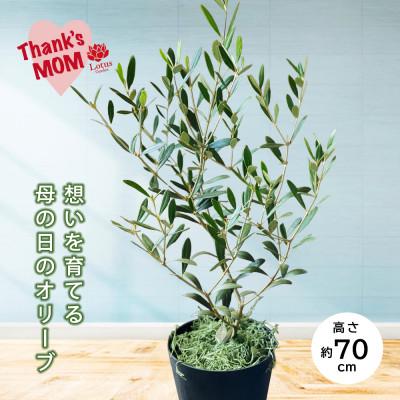 ふるさと納税 酒田市 「オリーブの鉢」を育てよう。育てて楽しむ愛が実る母の日グリーンギフト