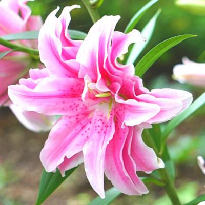 ふるさと納税 藤枝市 [母の日に!]ユリ鉢植え ピンク八重