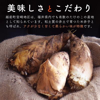 ふるさと納税 越前町 越前町宮崎地区産 たけのこ 約2kg(数量限定)_1