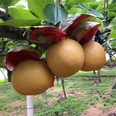 ふるさと納税 加茂市 [先行受付]新高梨 約5kg