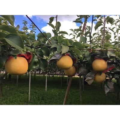 ふるさと納税 加茂市 [先行受付]新興梨 約5kg