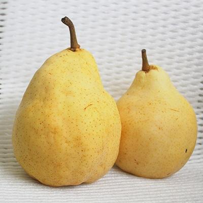 ふるさと納税 加茂市 [先行受付]西洋梨(ル・レクチェ) 約2kg