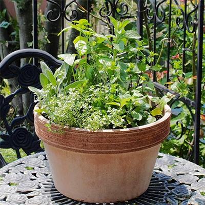 ふるさと納税 朝倉市 ハーブ8種の寄せ植え(テラコッタ鉢30cm)