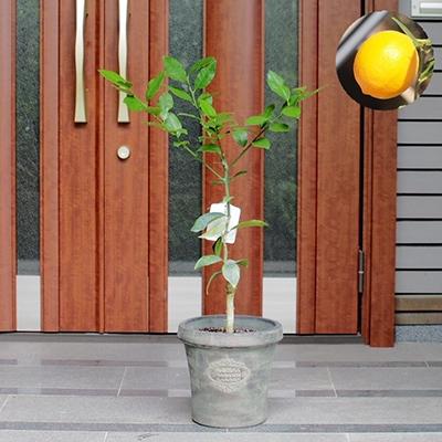 ふるさと納税 朝倉市 レモンの木鉢植え(アンティーク風鉢 27cm)