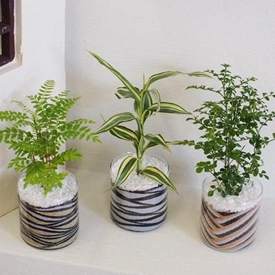 ふるさと納税 朝倉市 カラーサンド3個セット(シック系)