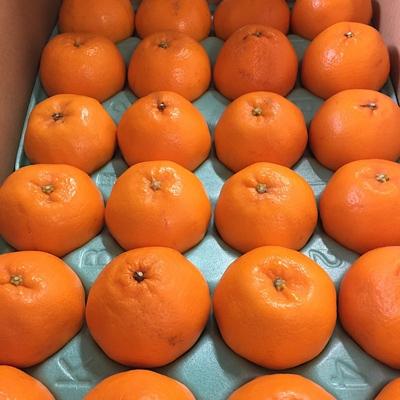 ふるさと納税 湯浅町 [産地直送]和歌山県産 有田のはるみ 12玉〜24玉<2026年1月下旬頃より順次発送>