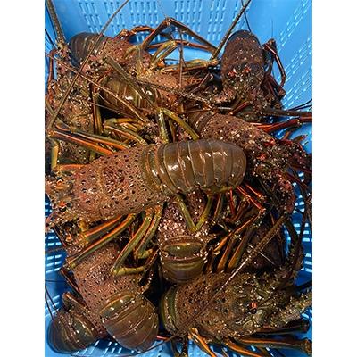 ふるさと納税 旭市 8月上旬〜発送予定!プリっぷり♪活け伊勢海老1尾400〜500g |  | 01