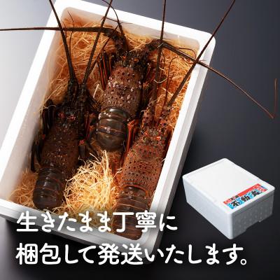 ふるさと納税 旭市 8月上旬〜発送予定!プリっぷり♪活け伊勢海老1尾400〜500g |  | 02