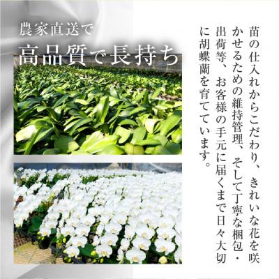 ふるさと納税 田原市 【陶器鉢寄せ植え】中村洋ランの胡蝶蘭　ミディ系白色2本 |  | 02