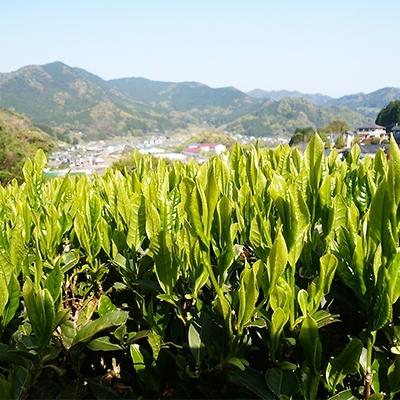 ふるさと納税 嬉野市 うれしの紅茶 生産者別 8袋セット |  | 02