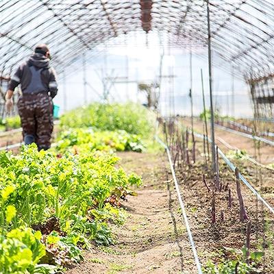 ふるさと納税 北斗市 【JAS認定有機野菜】北斗市産　有機野菜8〜10種類野菜セット 紙箱入(季節で種類が変わります) |  | 01