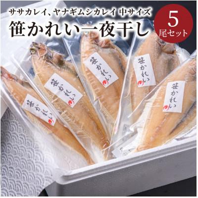 ふるさと納税 京丹後市 笹かれい一夜干し(ササカレイ、ヤナギムシカレイ)中サイズ 5尾セット