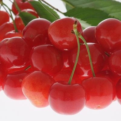 ふるさと納税 南部町 青森県南部地方のさくらんぼ紅秀峰(500g)化粧箱入り