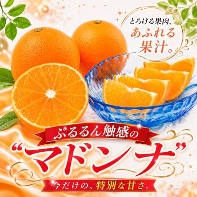 ふるさと納税 八幡浜市 2026年11月発送開始 ぷるぷる新食感「マドンナ