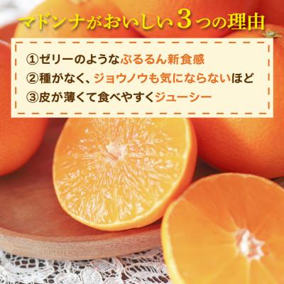ふるさと納税 八幡浜市 2026年11月発送開始 ぷるぷる新食感「マドンナ