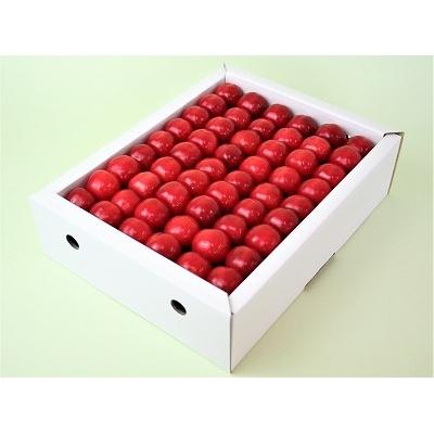 ふるさと納税 寒河江市 [2026年産][特秀品] さくらんぼ 「佐藤錦」500g L〜2L 化粧箱入山形県産