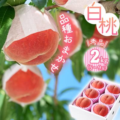 ふるさと納税 寒河江市 2026年産 [ミネラル肥料栽培] 白桃 2kg 秀品 品種おまかせ (5〜9玉) 山形県産