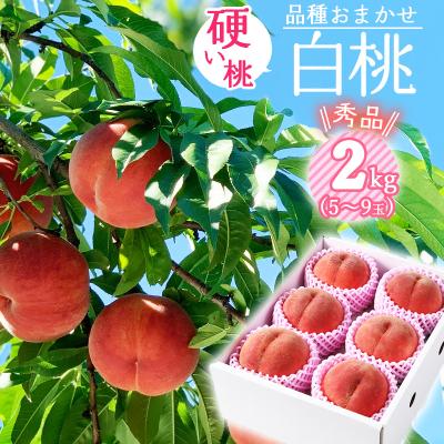 ふるさと納税 寒河江市 2026年産 [ミネラル肥料栽培] 硬めの白桃 2kg 秀品 品種おまかせ (5〜9玉) 山形県産