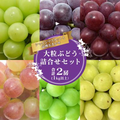 ふるさと納税 寒河江市 シャインマスカット・品種おまかせぶどう詰合せセット 2房(計1kg以上)